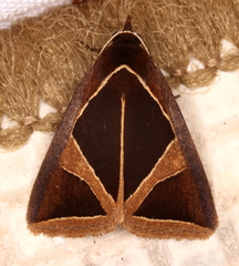 Agamana conjungens