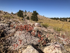 Eriogonum kennedyi