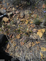 Euchaetis elsieae
