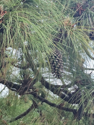 Pinus devoniana, photograph 6