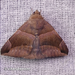 Bastilla maturescens