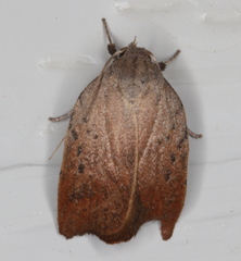 Tortricopsis pyroptis