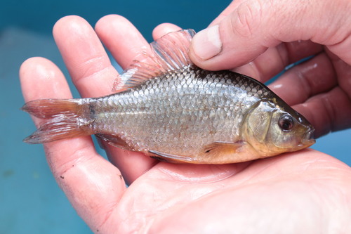 Crucian Carp
