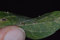 Celticecis cupiformis