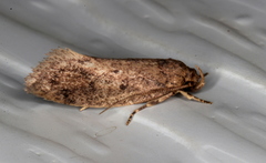 Syncometes vilis