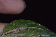 Celticecis cupiformis