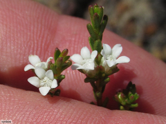 Euchaetis elsieae