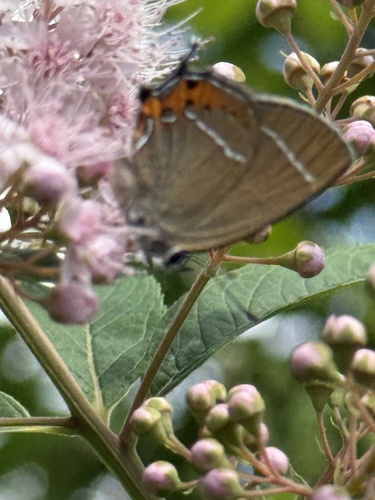 Satyrium prunoides