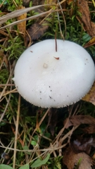 Amanita verna