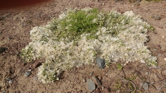 Baccharis pilularis pilularis