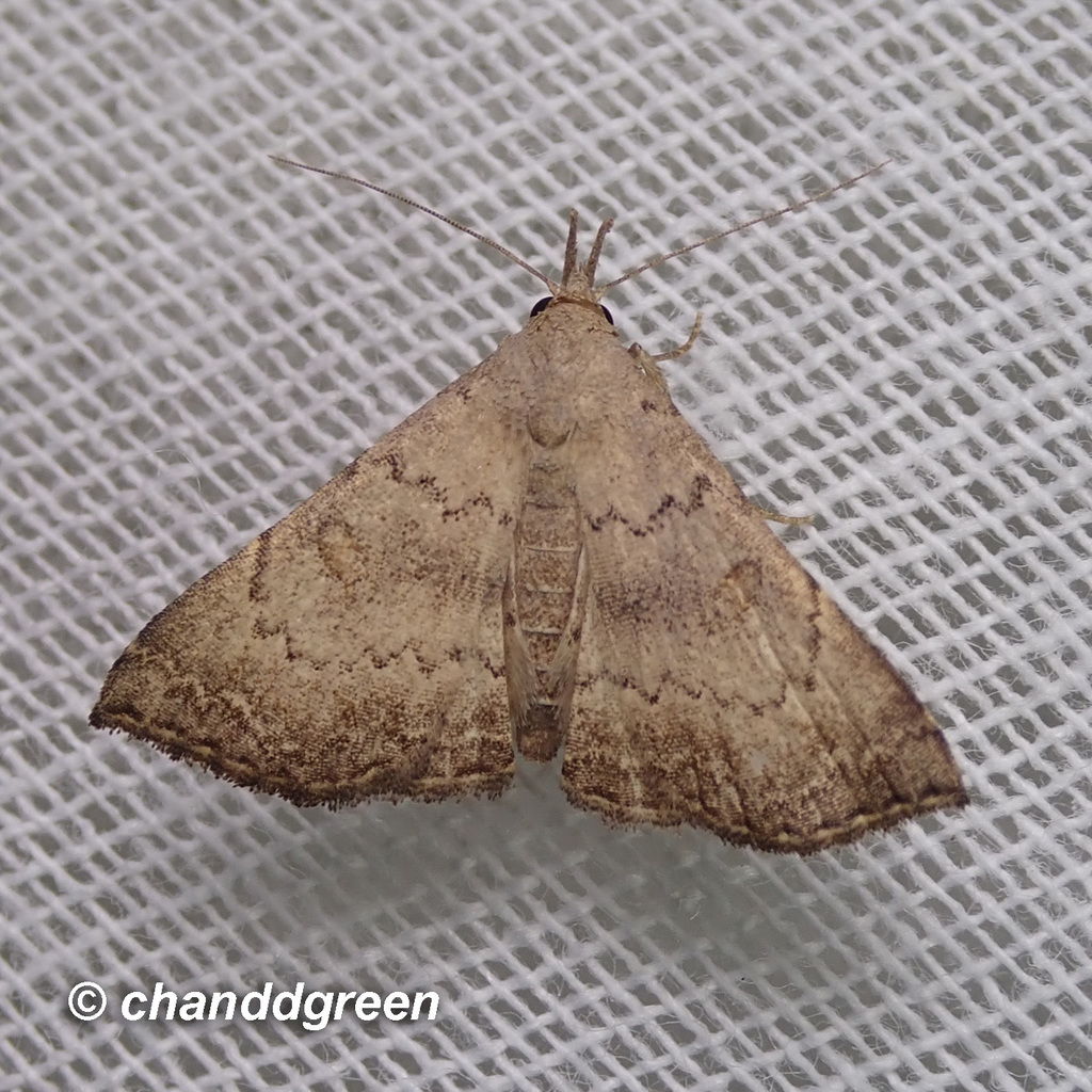 Progonia oileusalis