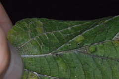 Celticecis cupiformis