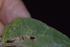 Celticecis cupiformis