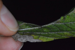 Celticecis cupiformis