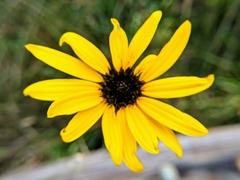 Helianthus heterophyllus