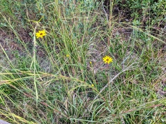 Helianthus heterophyllus