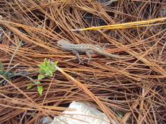 Sceloporus megalepidurus