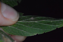 Celticecis capsularis