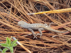 Sceloporus megalepidurus