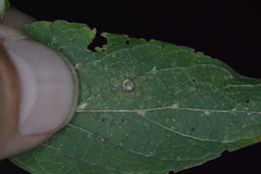 Celticecis capsularis