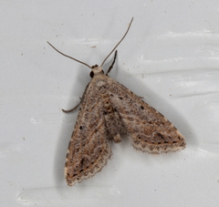 Araeopteron canescens