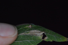 Celticecis capsularis