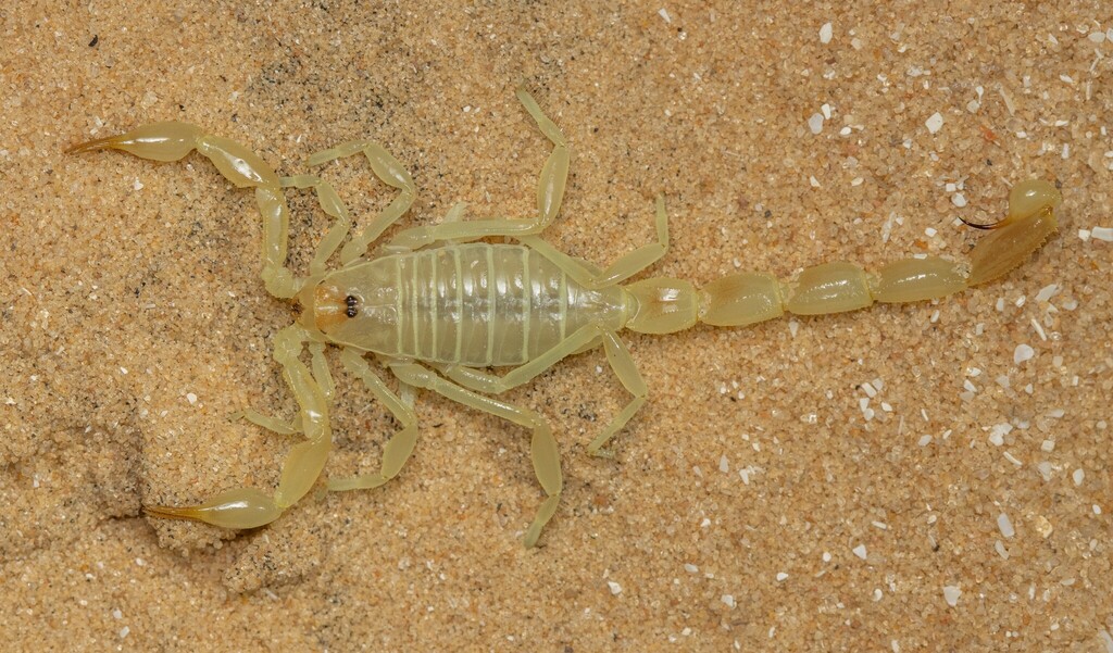 Buthacus nitzani