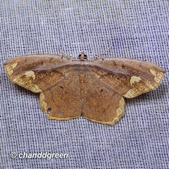 Pareumelea eugeniata