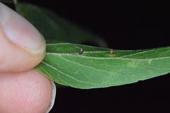 Celticecis cupiformis