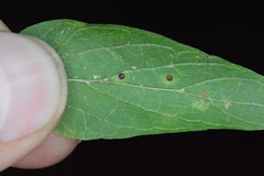 Celticecis cupiformis