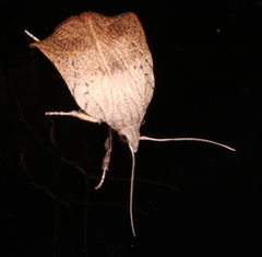 Tortricopsis pyroptis