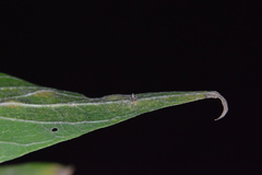 Celticecis cupiformis