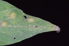 Celticecis cupiformis