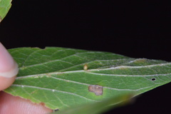 Celticecis cupiformis