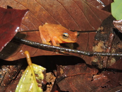 Raorchestes luteolus