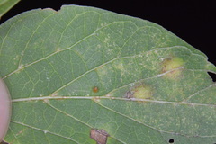 Celticecis cupiformis