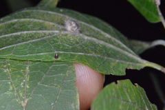 Celticecis cupiformis