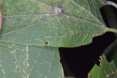 Celticecis cupiformis