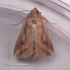 Mythimna decisissima