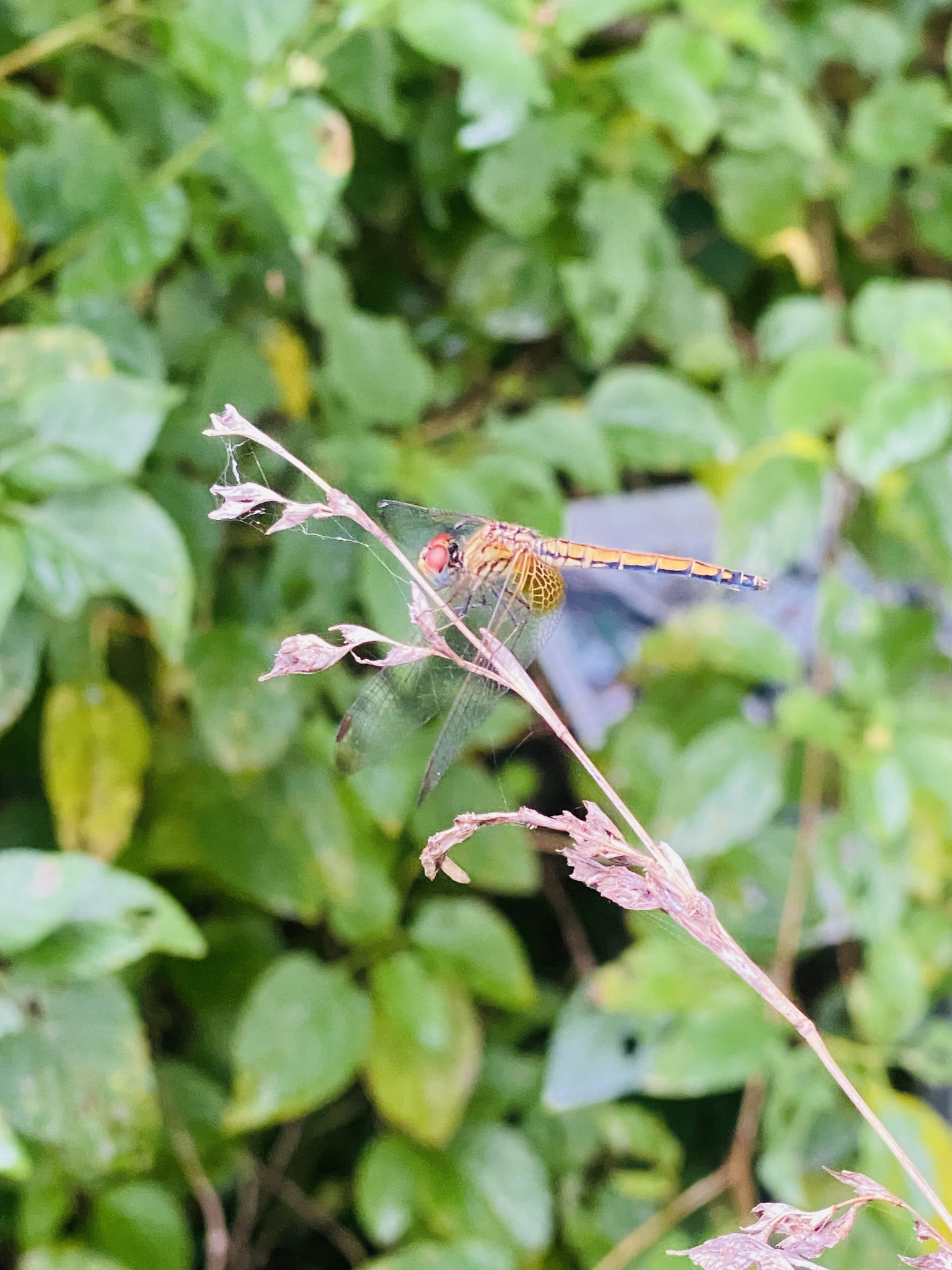 Crimson Marsh Glider
