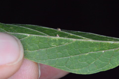 Celticecis cupiformis