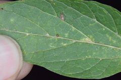 Celticecis cupiformis