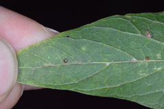 Celticecis cupiformis