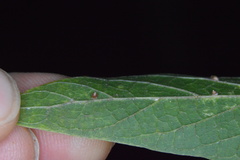 Celticecis cupiformis