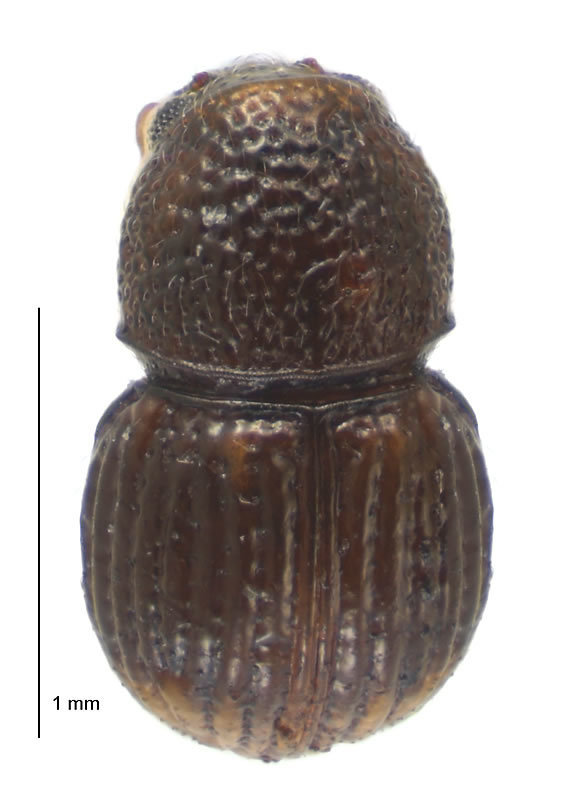 Dysnocryptus