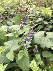 Scutellaria altissima