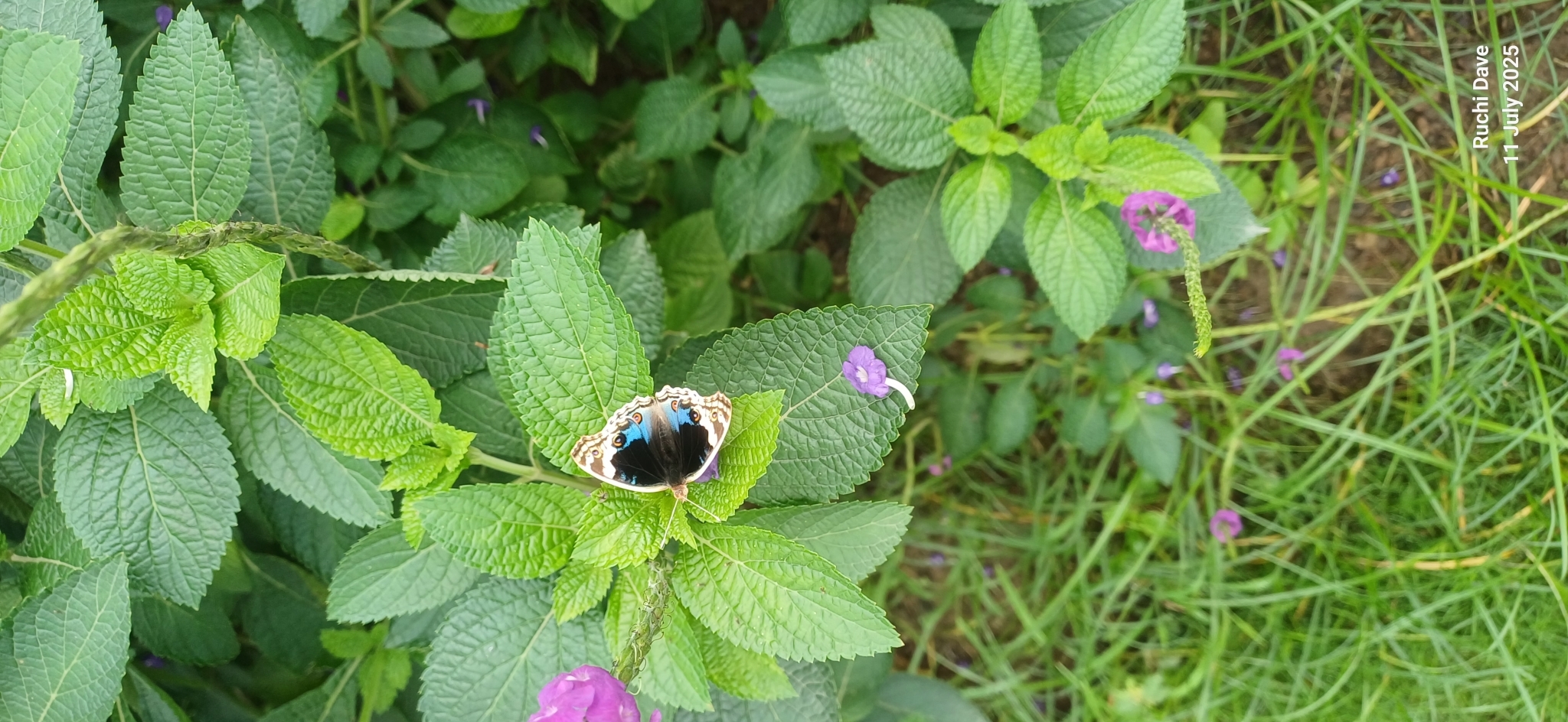 Blue Pansy