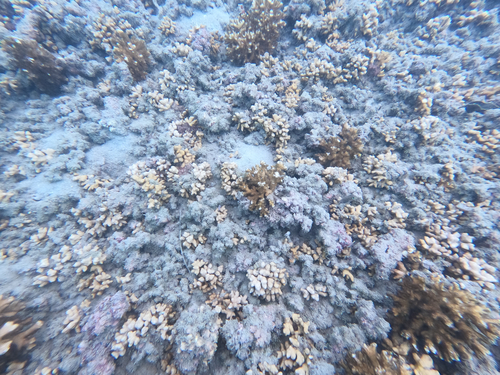 Psammocora stellata observed 2025-07-10