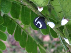 Membracis foliatafasciata