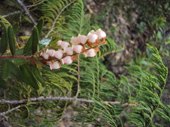 Comarostaphylis polifolia